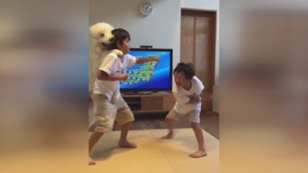 Kavga eden kardeşleri ayırmaya çalışan sevimli köpek