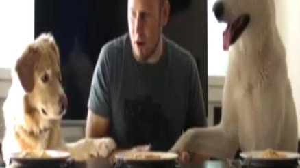 İki köpek ve bir adam spagetti yeme yarışına girerse