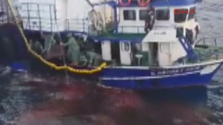 Balıkçı teknesi balık çiftliğine daldı