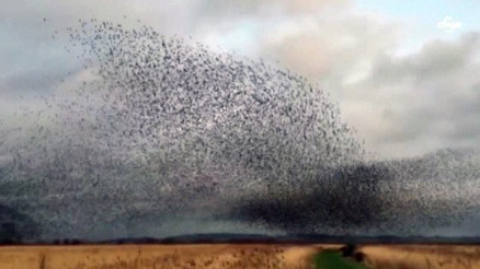 Sığırcık kuşlarından görsel şölen