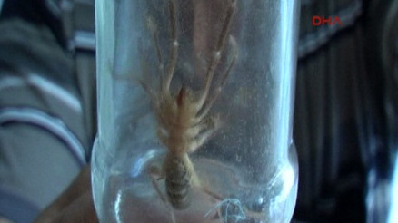 15 santimetrelik Sarı Ömer görenleri korkuttu