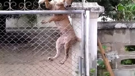 Bu köpek engel tanımıyor