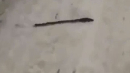 Anne fare ve yavruları yılan taklidi yaparak kamufle oldular Anne fare ve yavruları yılan taklidi yaparak kamufle oldular