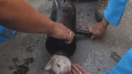 Taylandda boruya sıkışan köpek böyle kurtarıldı