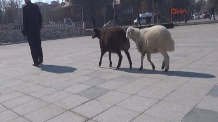 Kuzularıyla gezen Erzurumlu Selami Yılmaz herkesin ilgi odağı Kuzularıyla gezen Erzurumlu Selami Yılmaz herkesin ilgi odağı