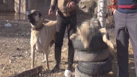Kahraman kangal köpeği vahşi kurda geçit vermedi