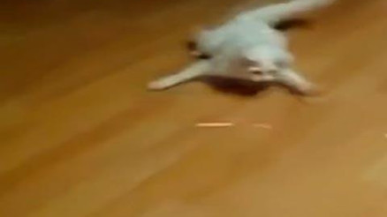 EN KOMİK KEDİ VİDEOLARI