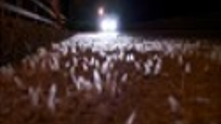 AŞK YAPTIKTAN SONRA ÖLDÜLER