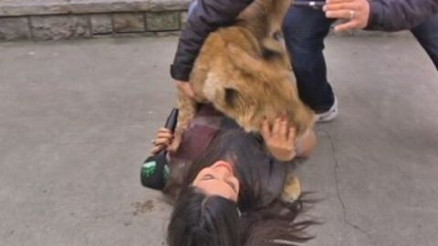 Kendini kedi sanan aslan