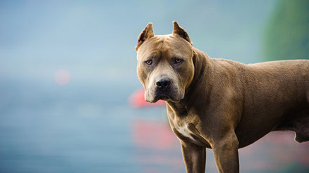 Köpeğine saldıran pitbulu bıçakladı Köpeğine saldıran pitbulu bıçakladı