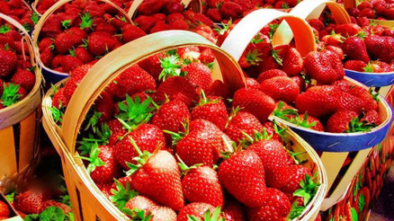 Devlet çilek tarlası verecek