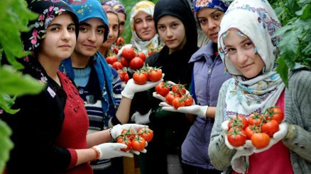 Eksi 46 dereceyi gören Çaldıranda serada domates üretiliyor