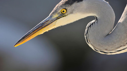 Her devrin saraylısı...