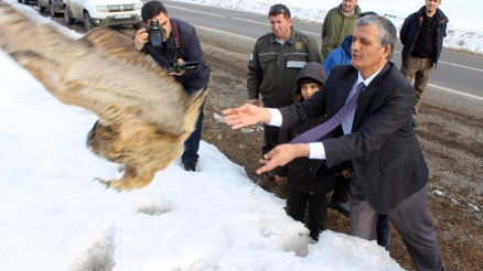 Vali, puhu kuşunu doğaya bıraktı