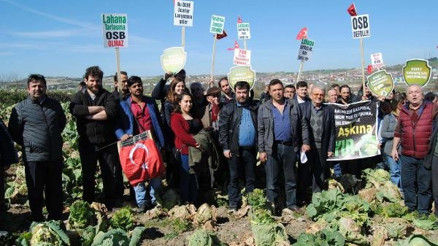 Lahana tarlalarının kurtulmasının sevincini yaşadılar