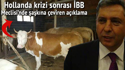 Hollanda ineği, diplomatik krize kurban gidecek...