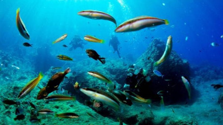 Dalış turizminde yüzde 100 artış bekleniyor