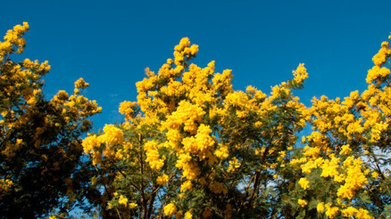 Tuba Köseoğlu Okçu ile #BunuBiliyorMusun (10.04.2017)