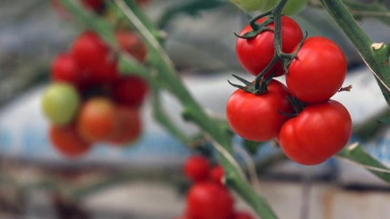 ZMO Genel Başkanı Güngör: Domates 20 güne kadar ucuzlayacak