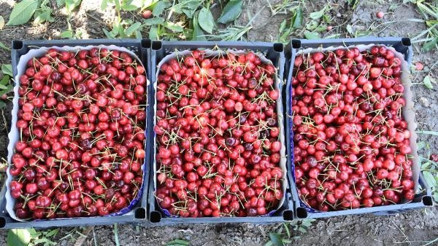 Kirazlı, kirazı terk edip bağcılığa yöneliyor