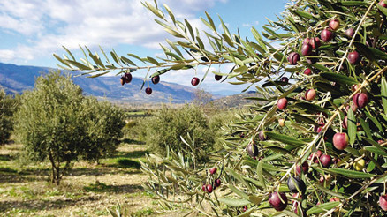 Danıştay’da  zeytin  kazandı