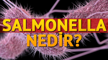 Salmonella nedir Nasıl bulaşır