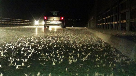 Sakarya Köprüsü üzerinde ölüm dansı başladı