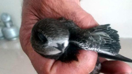 Zilede yaralı ebabil kuşu korumaya alındı