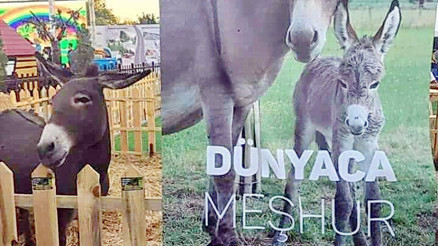 Balâlılar’dan ‘eşek’ tepkisi