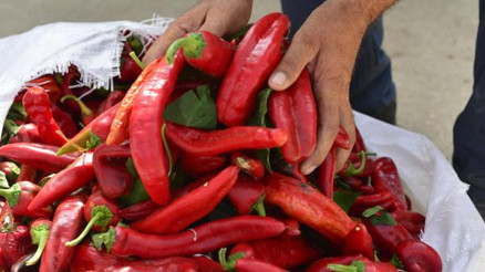 Adanada kırmızı biberden salça yapımı başladı