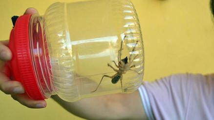 Sarıkız paniği... Dikkat zehirli