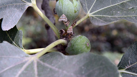 Bir kelebekten katil yaratan süreç başladı
