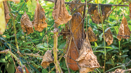 Doğu Karadenizde büyük tehlike... Bir kelebekten katil yaratan süreç başladı
