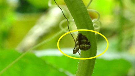 Karadenizin kabusu oldu, Bakanlık devreye girdi