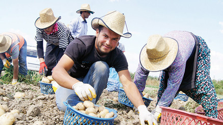 Akıllı köyde patates hasadı