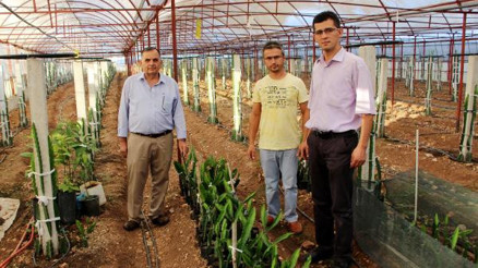 Sebzeyi bıraktı, pitaya üretecek