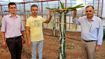 Sebzeyi bıraktı, pitaya üretecek