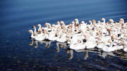 Tuncelide Peri Çayı kenarında kaz çiftliği kurdu