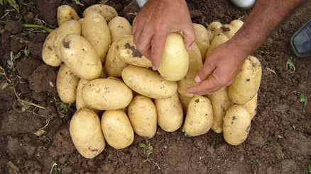 Kadın çiftçilerden yerli patates hasadı