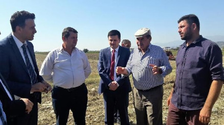 Köşkte ilk pamuk hasadı