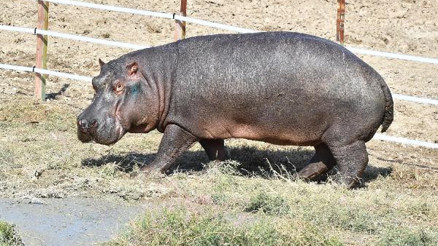 İzmire Almanyadan su aygırı getirildi