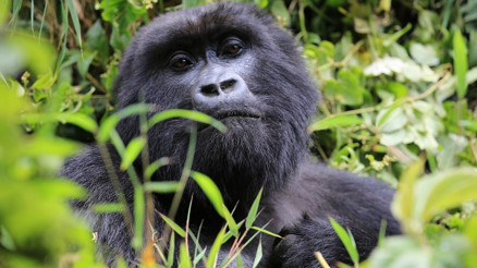 Gümüş sırtlı gorillerle buluşma: Ruanda