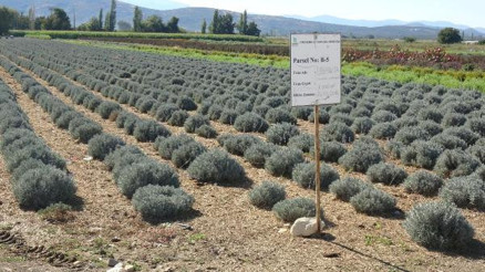Balıkesir, uçucu yağda markalaşacak