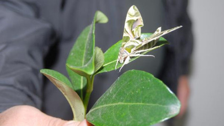 Serikte Mekik Kelebeği bulundu