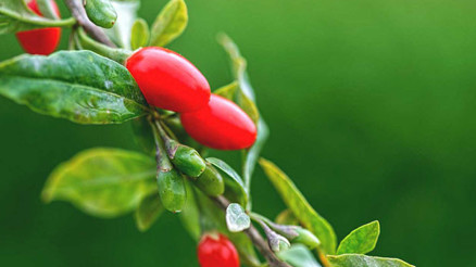 Goji Berry (Kurt üzümü) nedir
