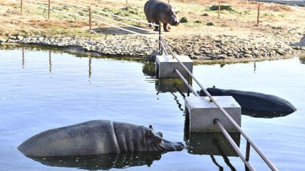 İzmir Doğal Yaşam Parkında su aygırı sayısı 4e çıktı