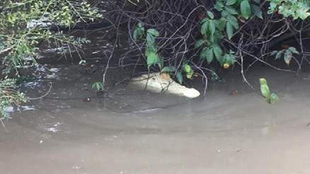 Avustralyada nadir beyaz timsah görüldü