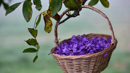 Safran tadında bir rota