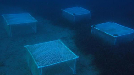 Foçanın deniz çayırları gözlem altında