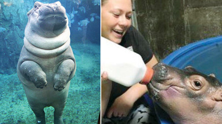 Prematüre doğan kuvöz bebesi hiponun hikâyesi